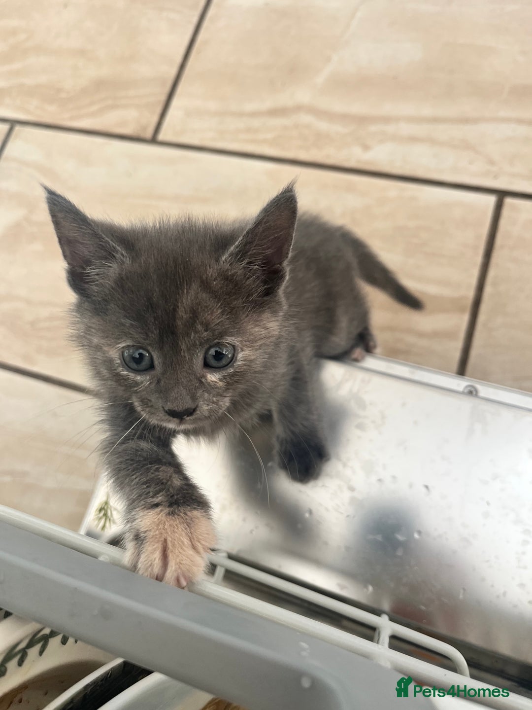 British Longhair cats for sale: British blue cross. 2 females left - Image 8
