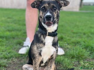 Mixed Breed dogs - Advert 18