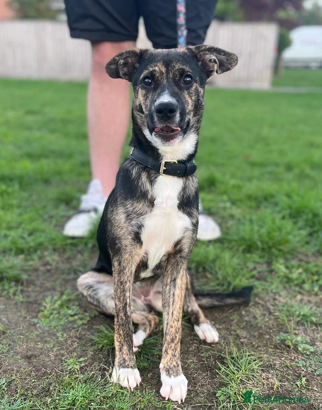 Mixed Breed dogs for sale: Meet storm  - Advert 1