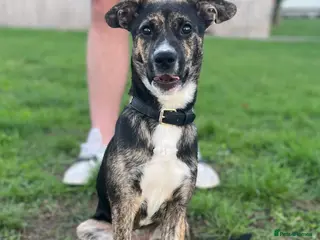 Mixed Breed dogs Meet storm - Advert 22