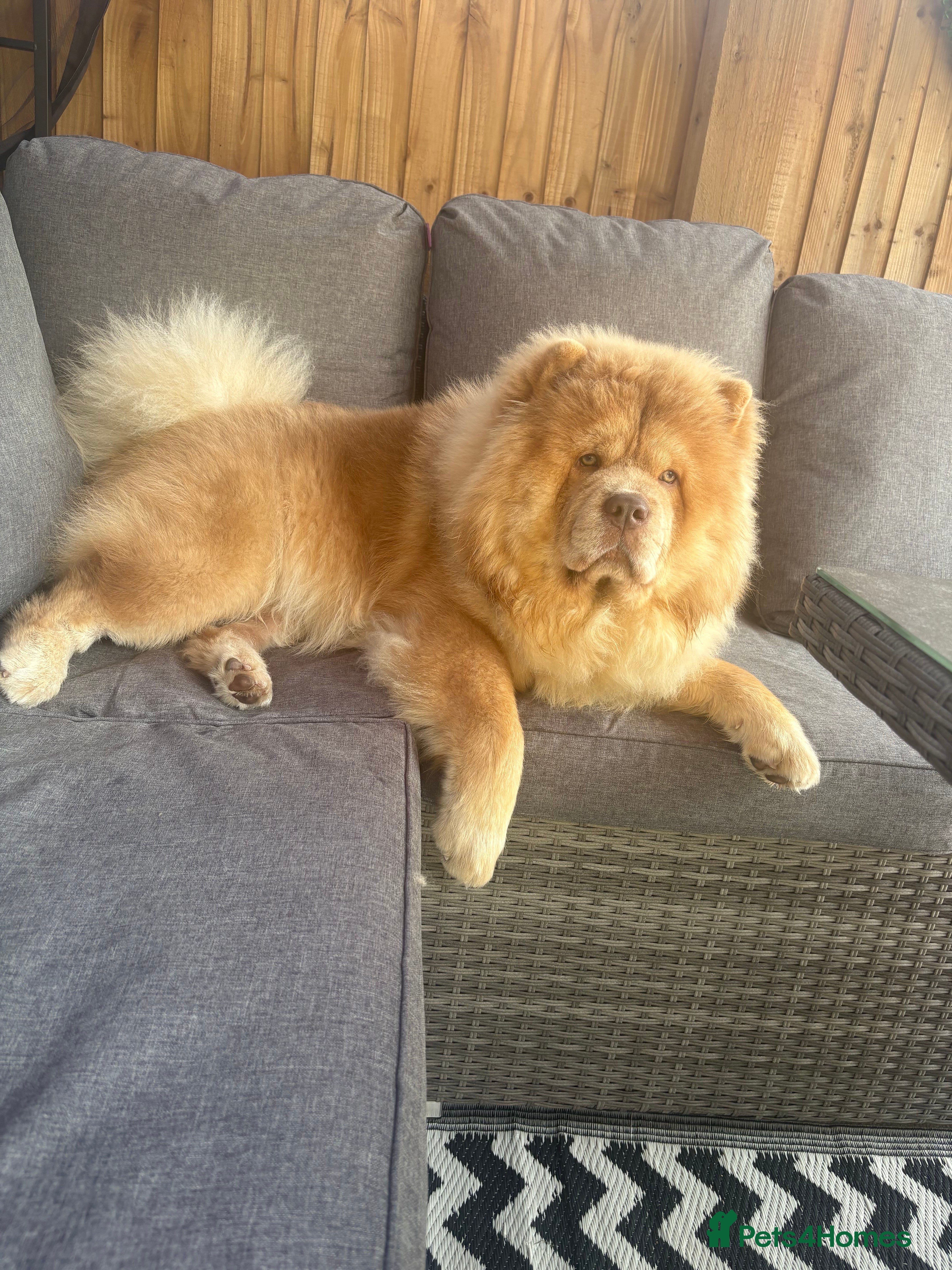 Chow Chow dogs Male lilac kc registered chow  - Advert 1