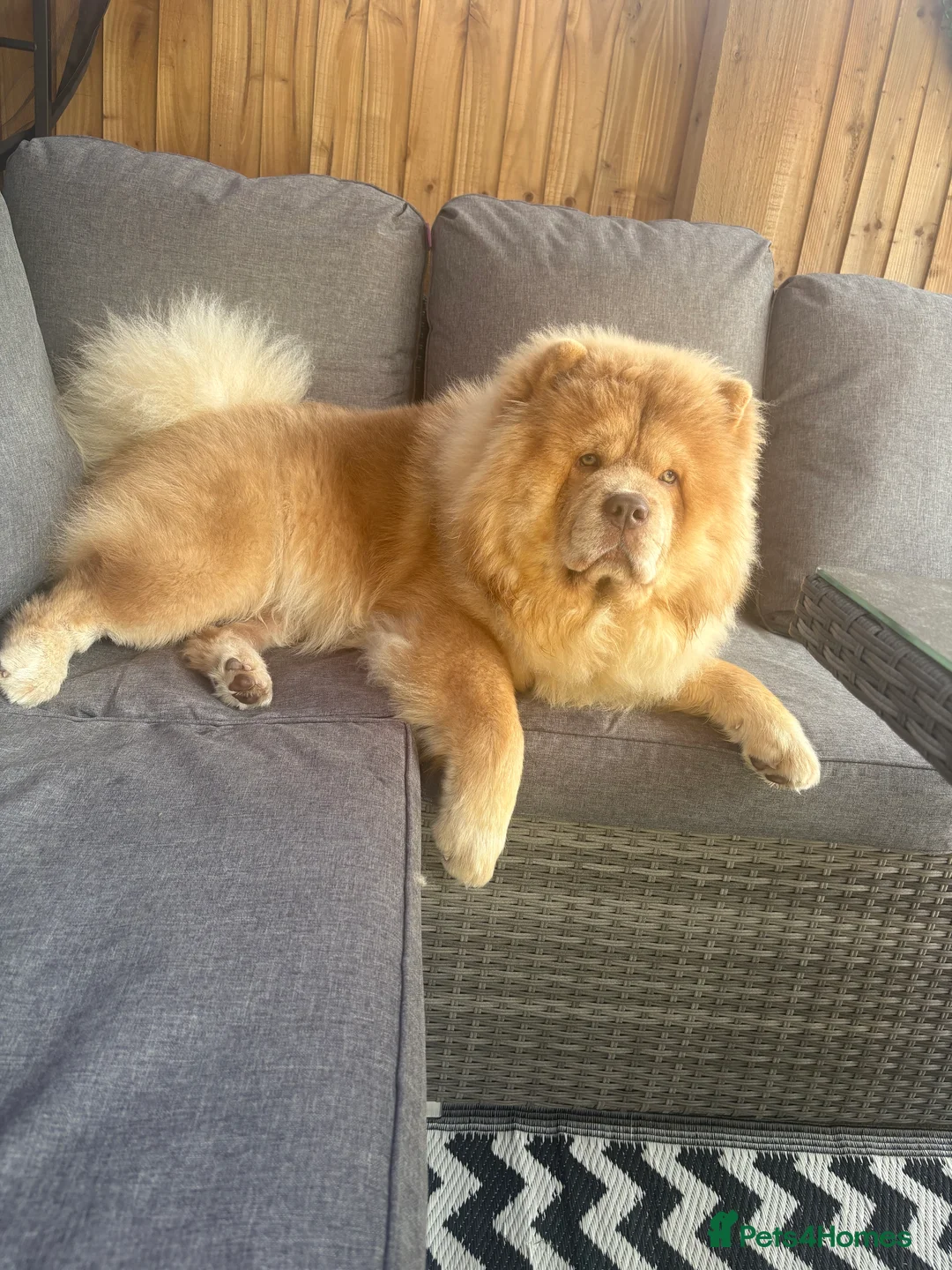 Chow Chow dogs for sale: Male lilac kc registered chow  - Advert 1