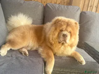 Chow Chow dogs Male lilac kc registered chow - Advert 1