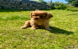 Cavalier King Charles Spaniel dogs for sale: Stunning cavalier King Charles spaniel puppies. - Image 14