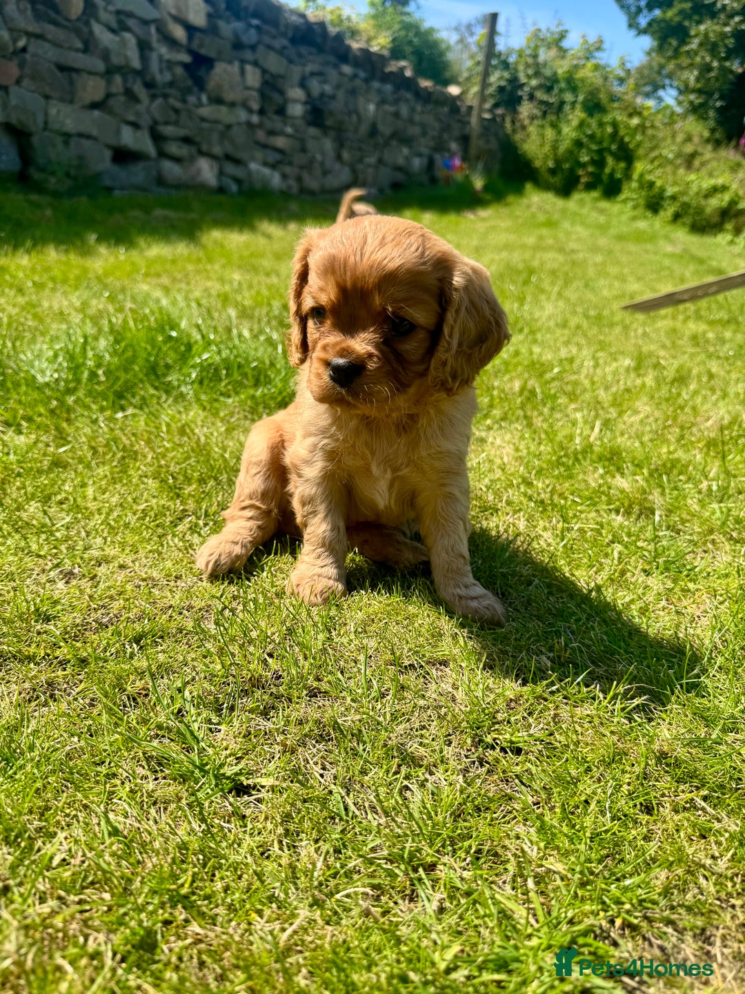 Cavalier King Charles Spaniel dogs for sale: Stunning cavalier King Charles spaniel puppies. - Image 14