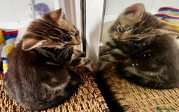 Bengal cats for sale: *1 Sold* 6wks old Sparkly Little Bengal X Kittens in Dorking - Image 6