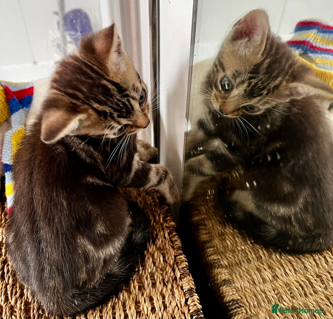 Bengal cats for sale: *1 Sold* 6wks old Sparkly Little Bengal X Kittens in Dorking - Image 6