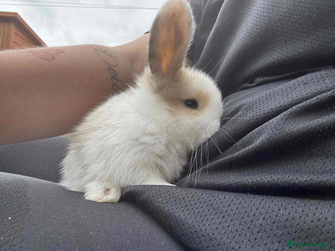 Mini Lop rabbits for sale: Mini Lop Babies  - Image 8
