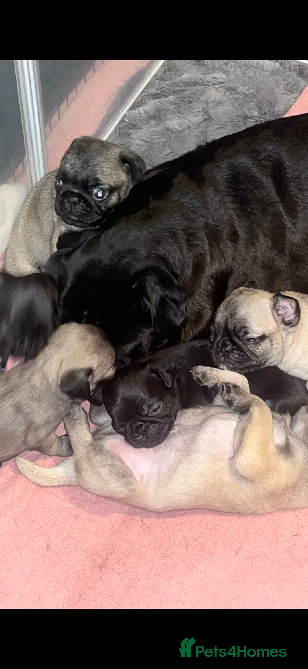Pug dogs for sale: Puppies - Image 17