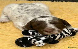 Mixed Breed dogs for sale: Rare Dalmadoodles - Image 24