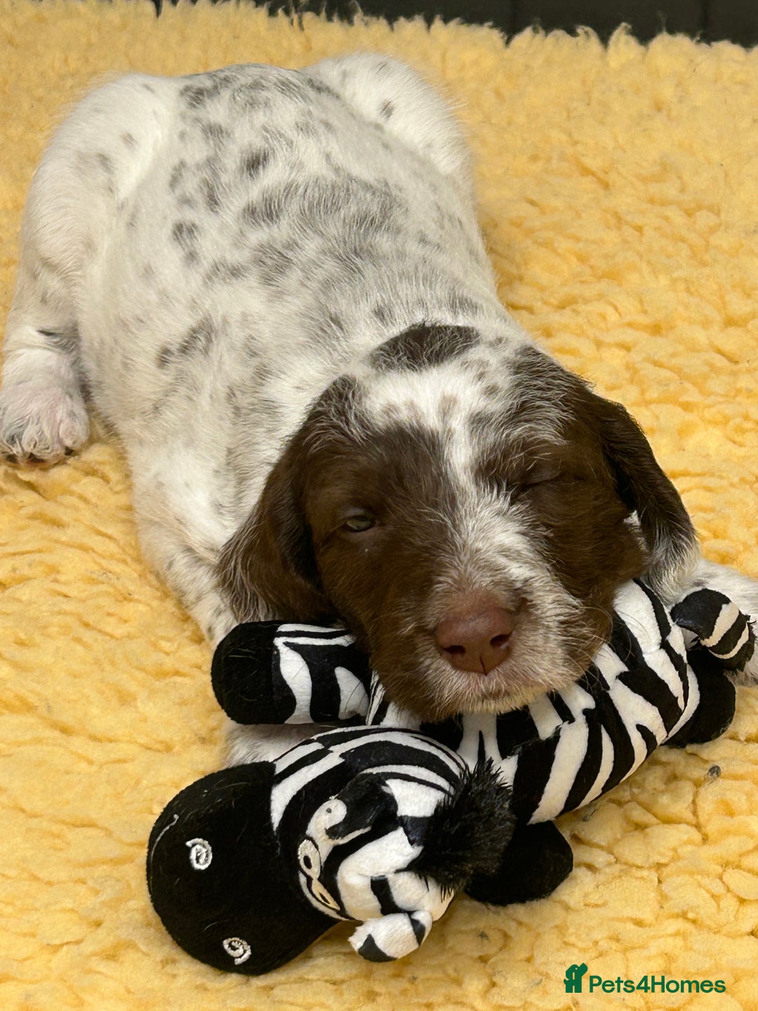 Mixed Breed dogs for sale: Rare Dalmadoodles - Image 24