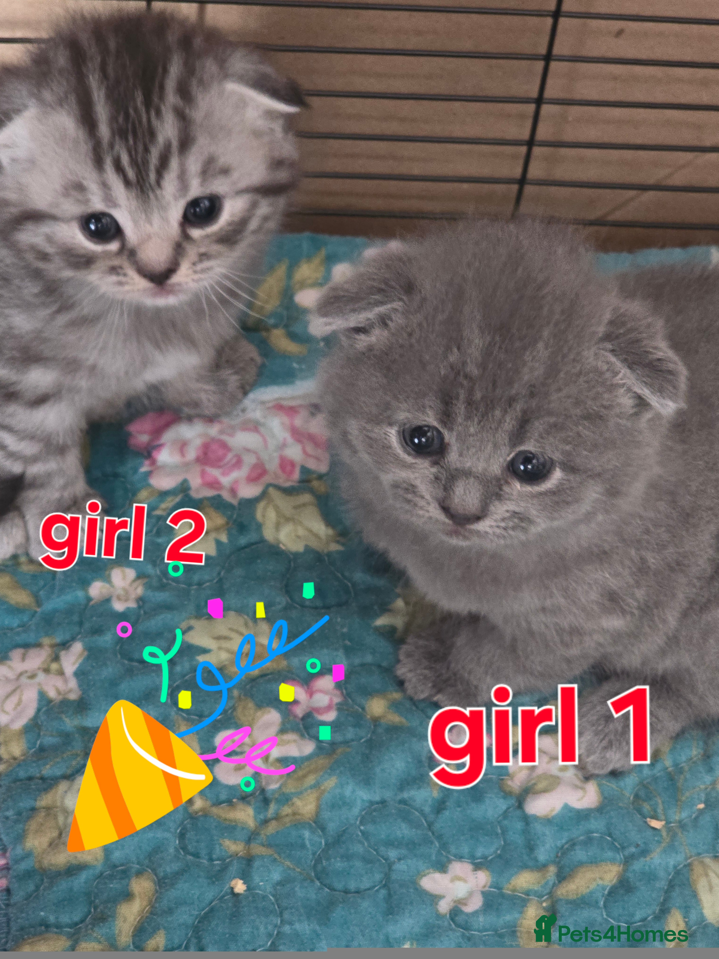 Scottish Fold cats 🥰💕Reservation list for 3 kittens is open💜🩵 - Advert 5