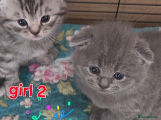Scottish Fold cats 🥰💕Reservation list for 3 kittens is open💜🩵 - Advert 5