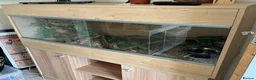 Corn Snake reptiles for sale: Corn snake needs loving home in Clacton-on-Sea - Advert 2