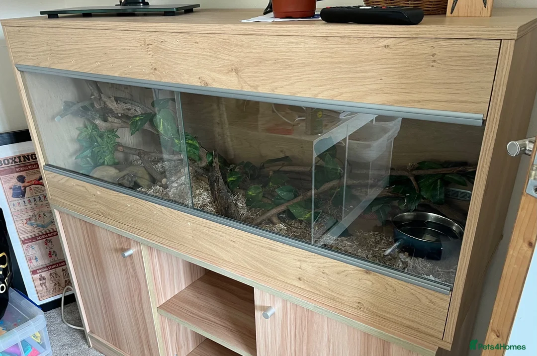 Corn Snake reptiles for sale: Corn snake needs loving home in Clacton-on-Sea - Advert 2