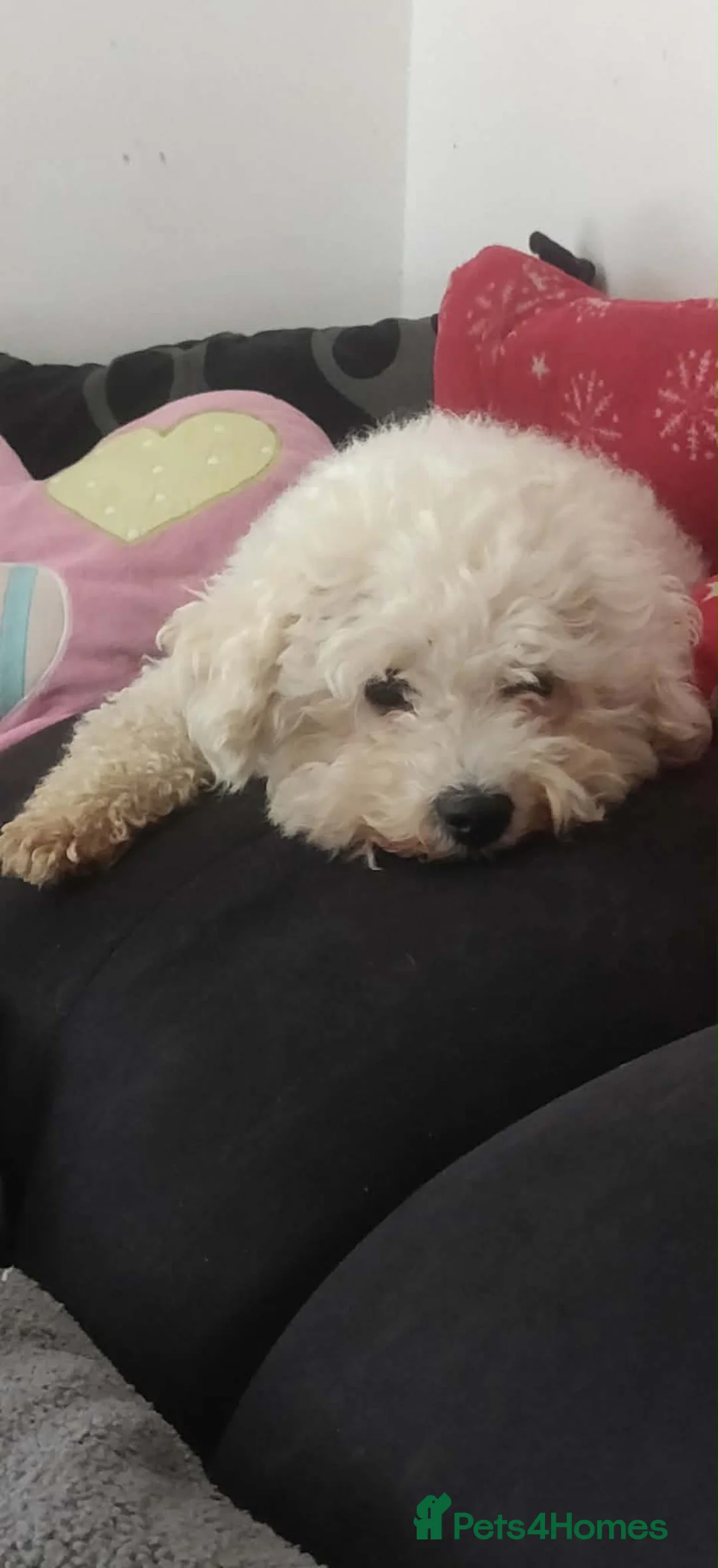 Maltipoo dogs for sale: Beautiful asian maltipoo puppy girl in Grays - Advert 5