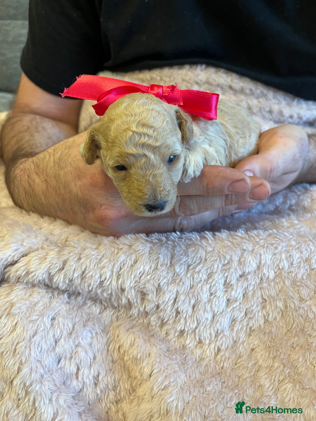 Miniature Poodle dogs for sale: Gorgeous miniature poodle pups - Image 21