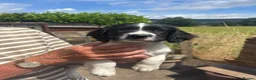 English Springer Spaniel dogs for sale: English springer spaniel puppies  - Advert 3