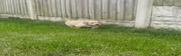 Golden Retriever dogs for sale: Quality golden retrievers  - Advert 21