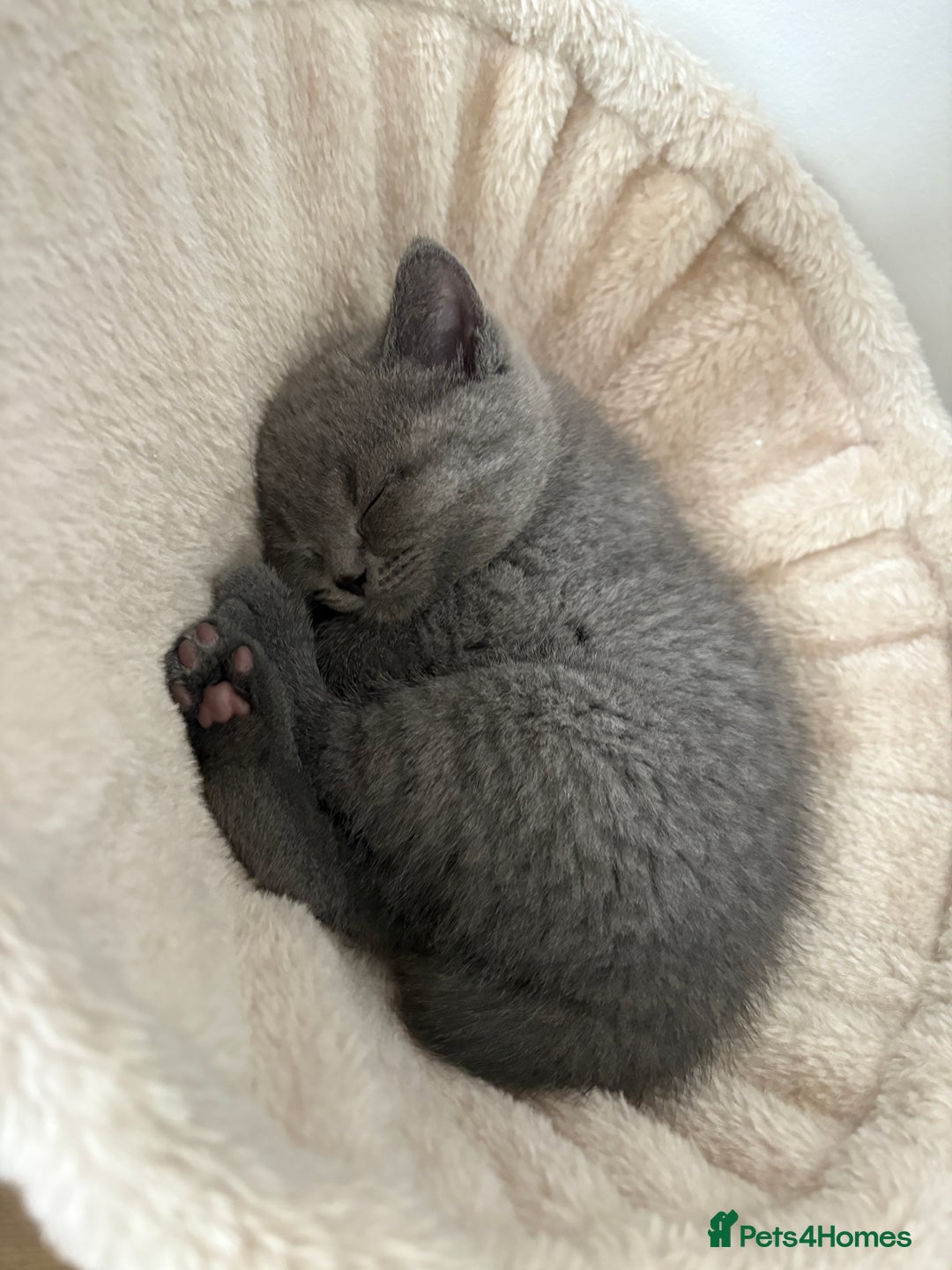 British Shorthair cats for sale: British Shorthair kittens – home raised  - Advert 6