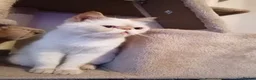 Exotic cats for sale: Exotic shorthair /Persian looking for forever home - Advert 4