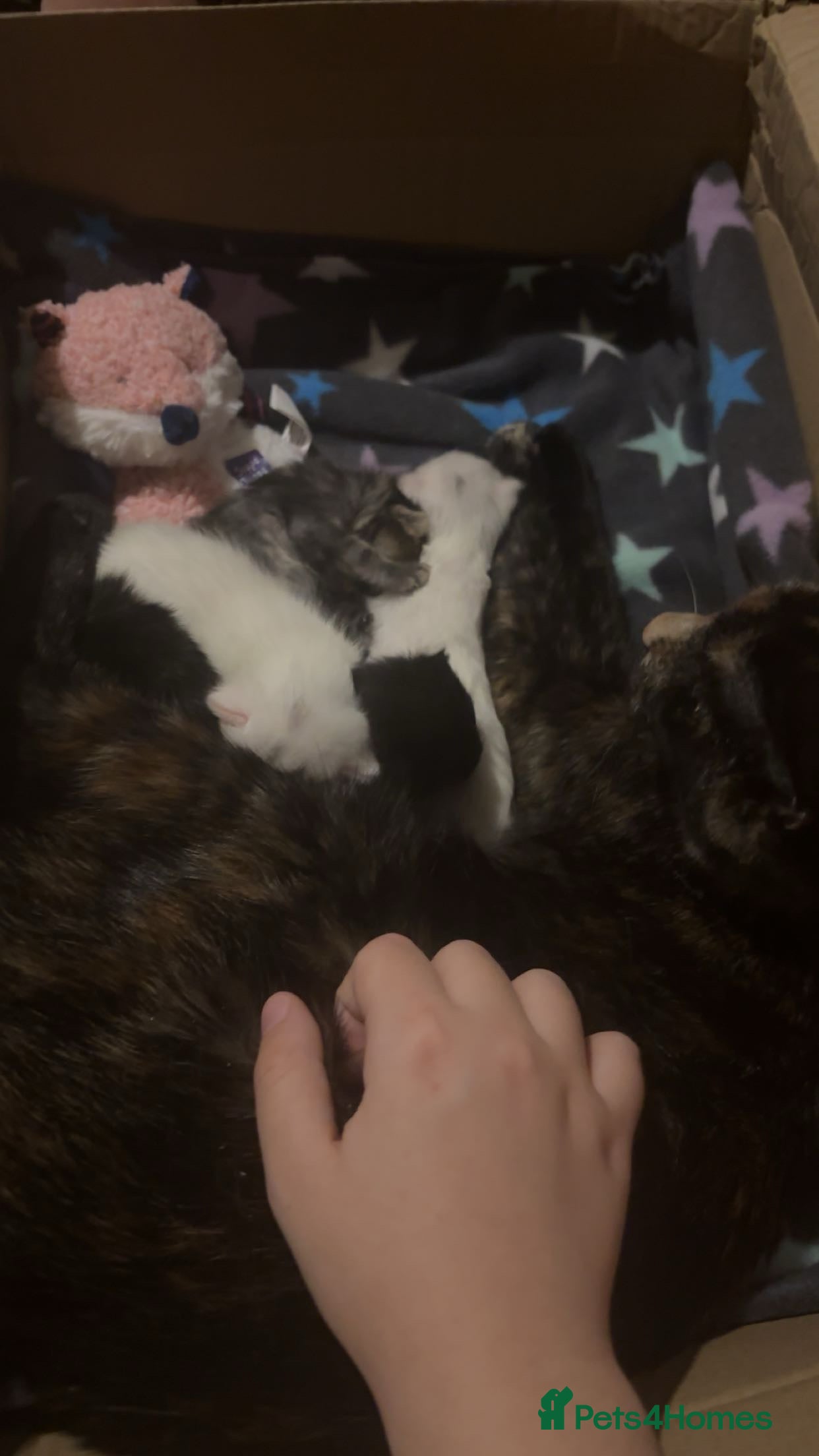 Mixed Breed cats 3 Lovely Kits for Sale  - Advert 2