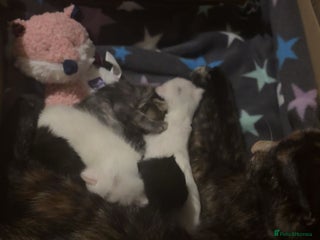 Mixed Breed cats 3 Lovely Kits for Sale - Advert 1