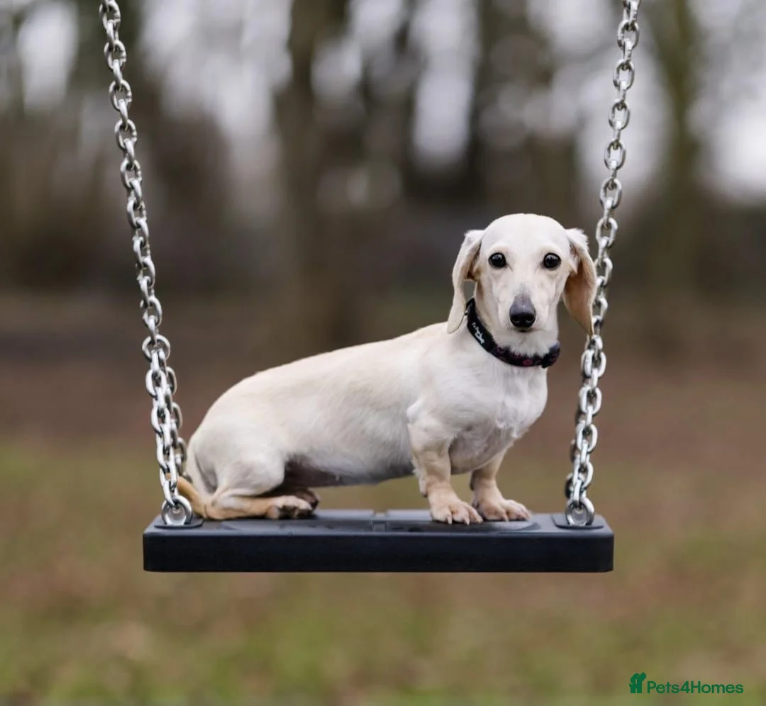 Miniature Dachshund dogs for sale: Kc Cream long hair carrier 1 year old female  - Advert 2