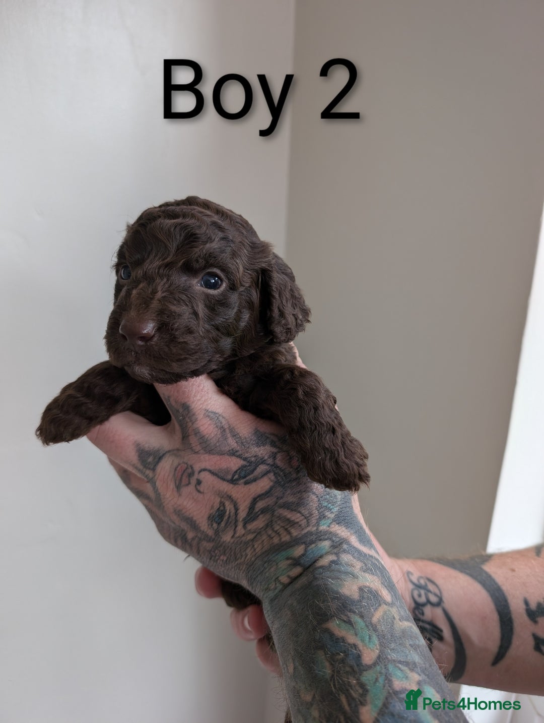 Cockapoo dogs for sale: Toy cocker poo f2 pups - Image 5