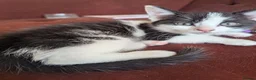 Mixed Breed cats for sale: 4 gorgeous kittens ds X ragdoll X russian blue - Advert 8