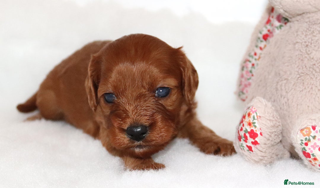 Cavapoo dogs for sale: Welcome to Cotswold Cavapoos - Advert 12