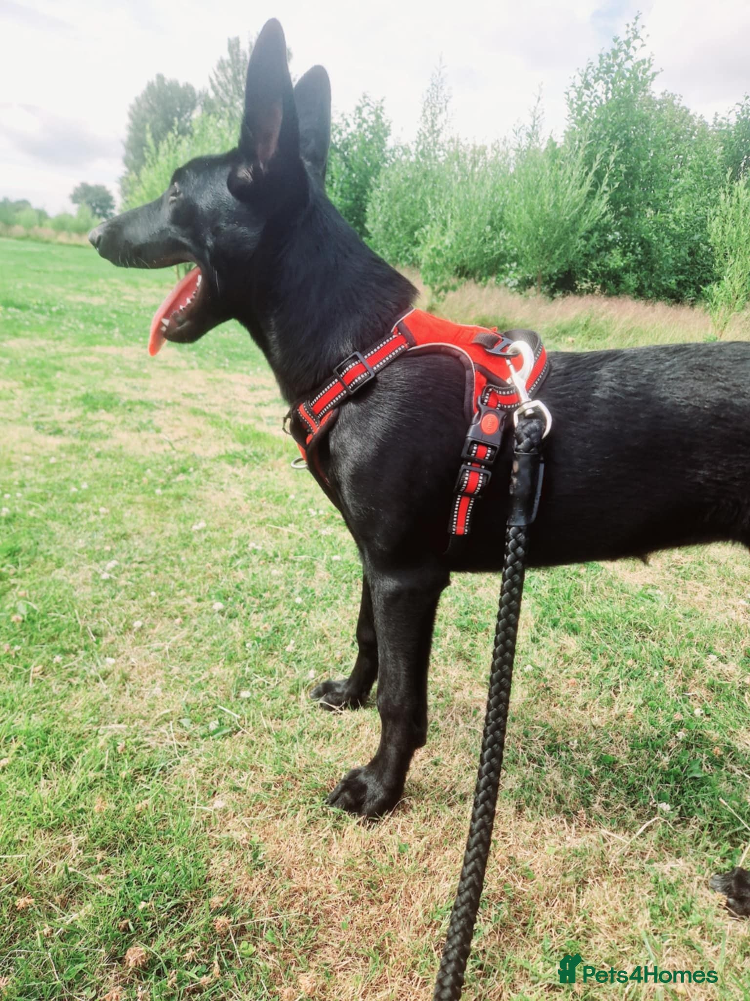 Belgian Shepherd Dog dogs Belgian sheppard milanios  - Advert 1