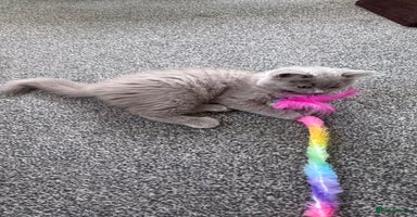 British Longhair cats in Watford - Advert 7