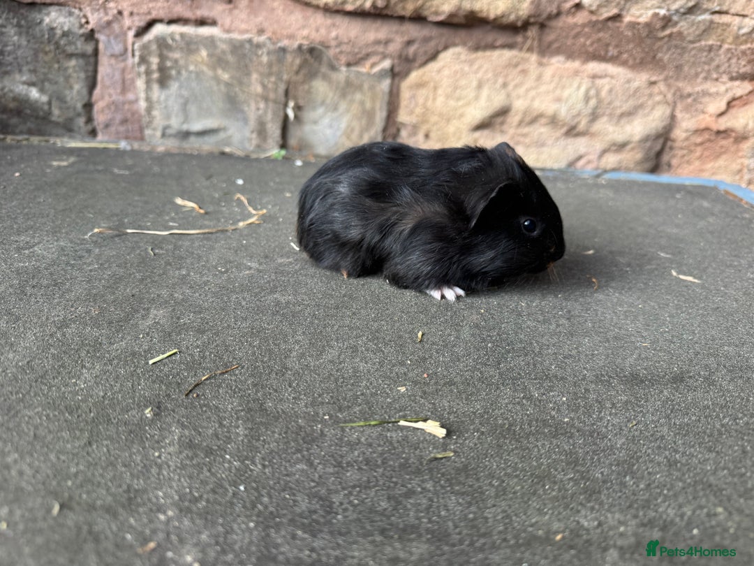 Guinea Pig rodents for sale: Beautiful baby male guinea pigs  - Advert 6