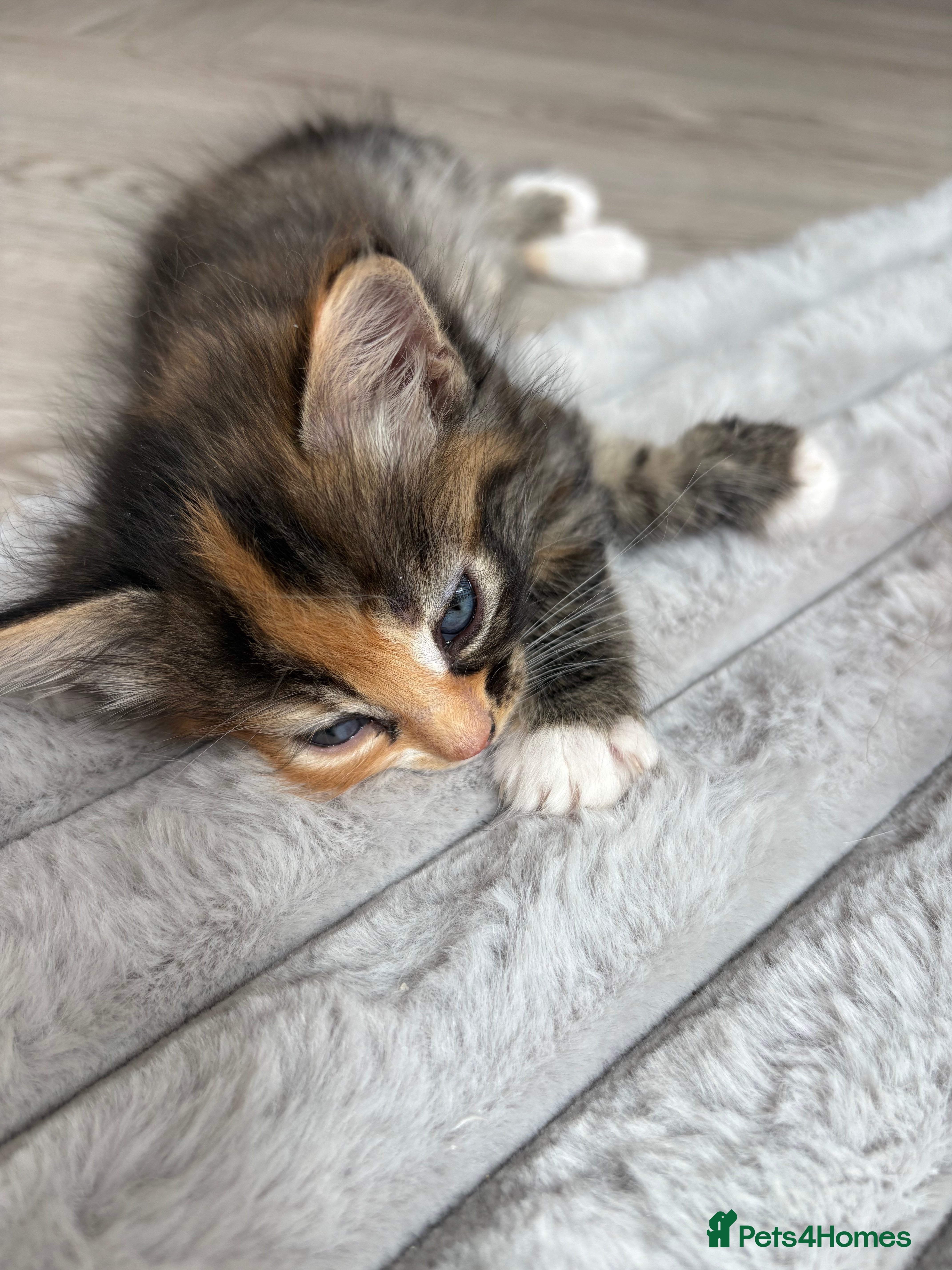Mixed Breed cats Affectionate & Beautiful Ragdoll X Kittens - Advert 2