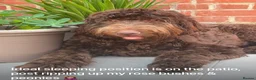 Labradoodle dogs for sale: Labradoodles 11th plus generation  - Advert 18