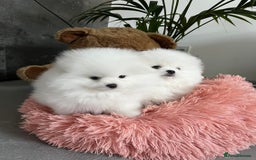 Pomeranian dogs for sale: Beautiful Pomeranian Puppies - Image 10