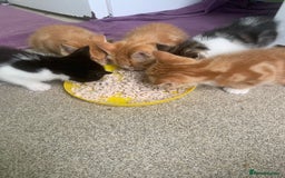 Mixed Breed cats for sale: 5 cute kittens for sale  - Image 11