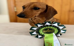 Miniature Dachshund dogs for stud: Champion Sired, Crufts Qualified Shaded Red in Dalry - Image 3