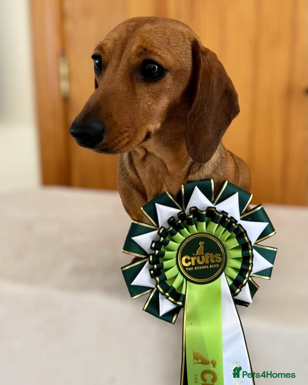 Miniature Dachshund dogs for stud: Champion Sired, Crufts Qualified Shaded Red in Dalry - Image 3