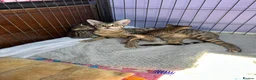 Savannah cats for sale: Savannah F4 girls - Advert 29