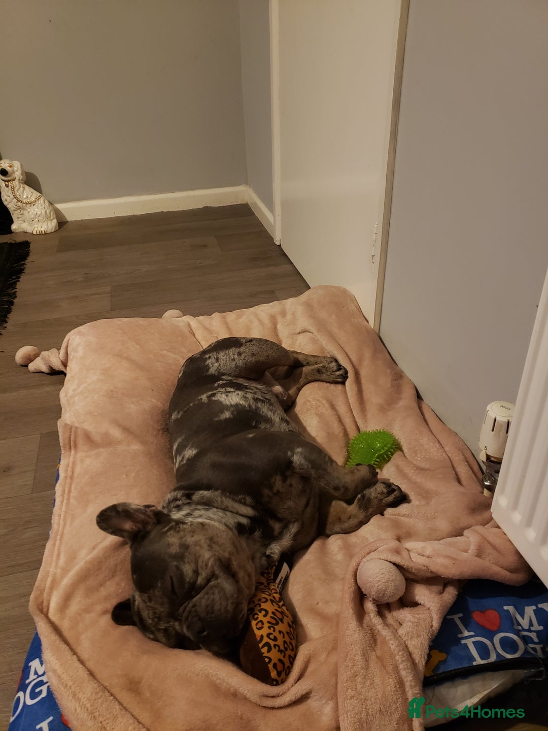 French Bulldog dogs for stud: Blue fawn white mariel  - Image 4