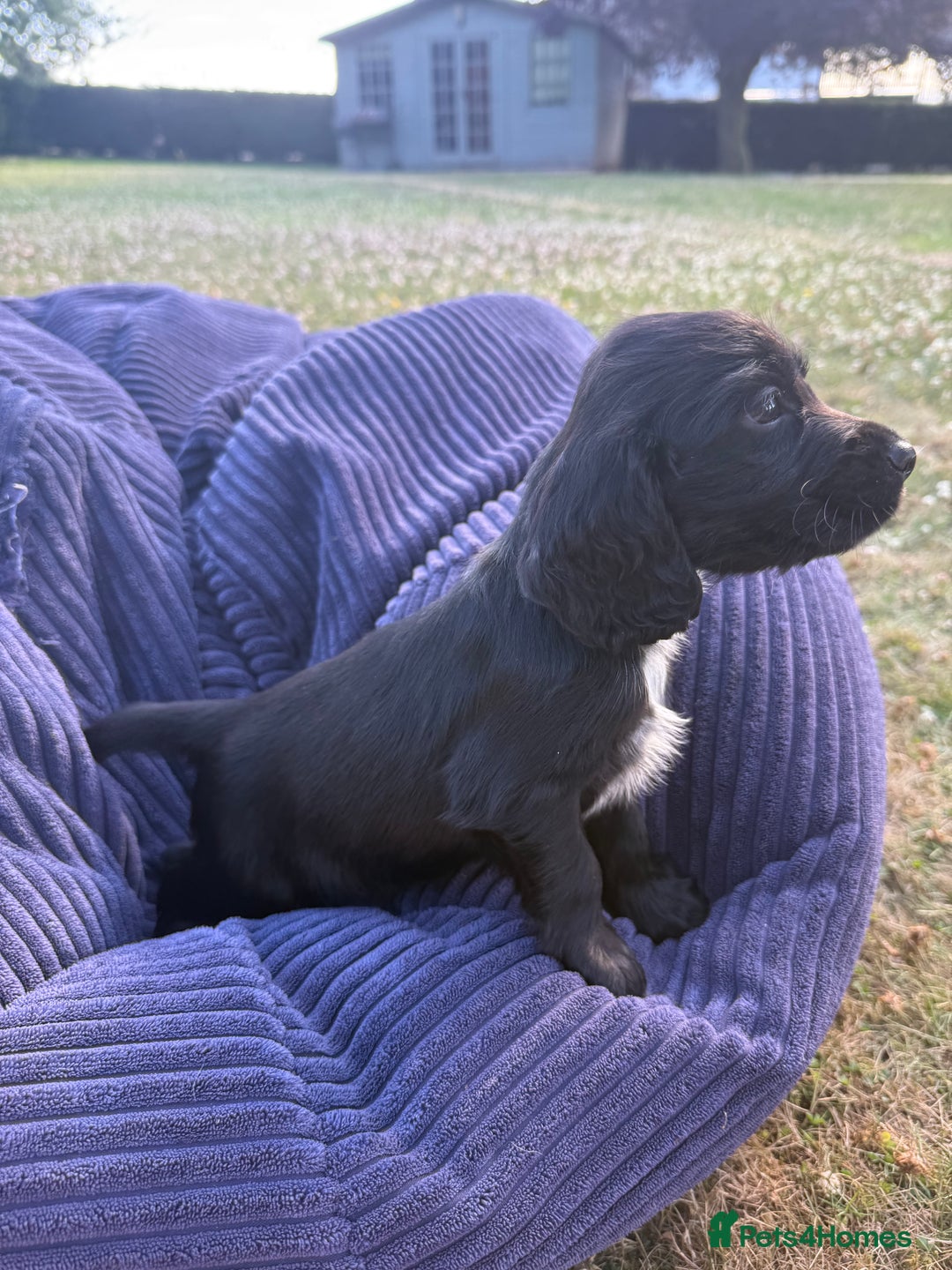 Cockapoo dogs for sale: Cockapoo puppies F1 READY TO LEAVE 🏡🥰 in Leicester - Image 7