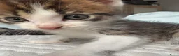 Maine Coon cats for sale: Mainecoon x bengal kittens - Advert 5