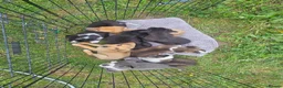 Lurcher dogs for sale: Stunning Kelpie lurchers  - Advert 7