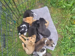 Lurcher dogs Stunning Kelpie lurchers UPDATED new videox - Advert 18
