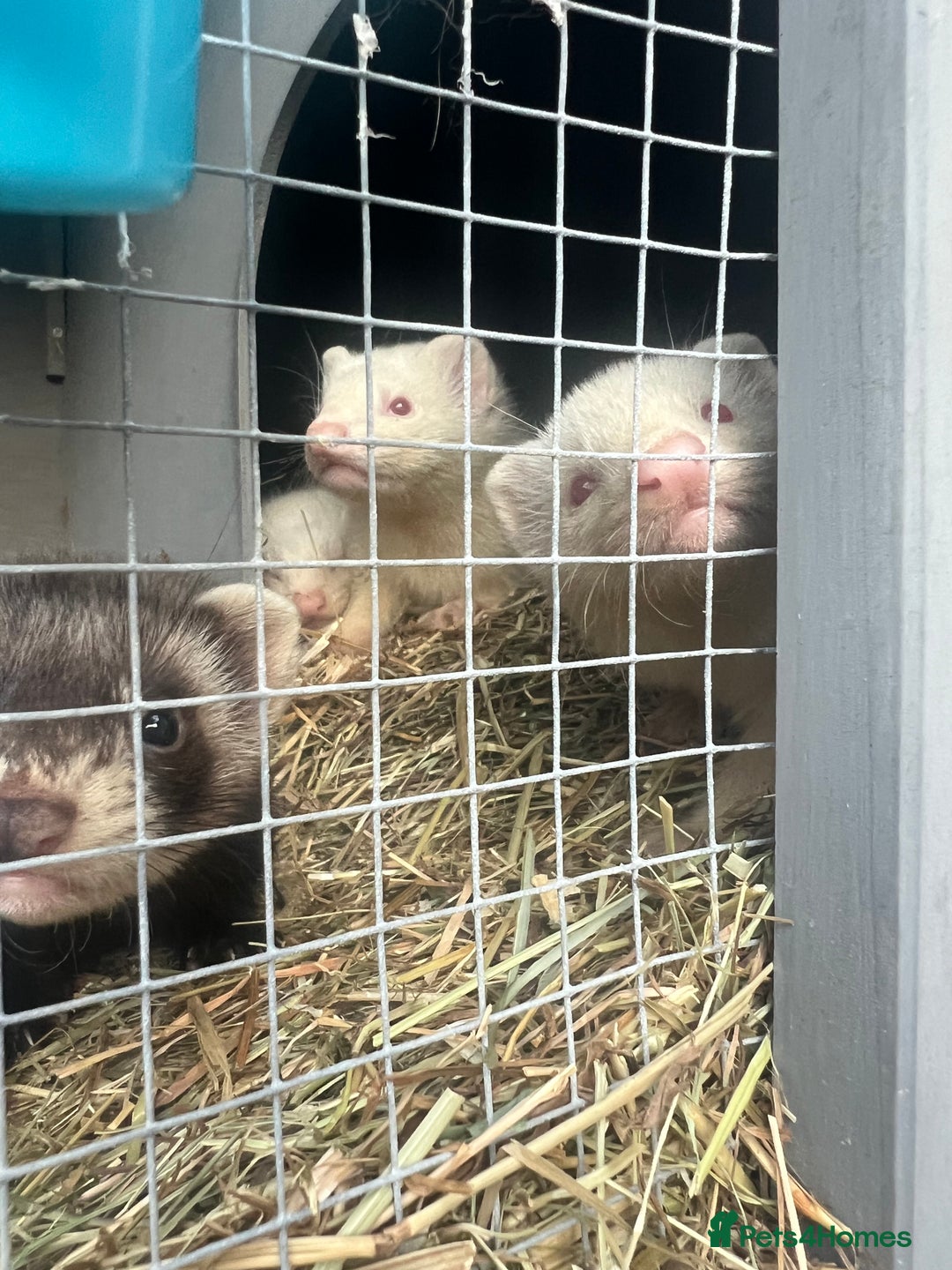 Ferret rodents for sale: Ferrets  - Image 5