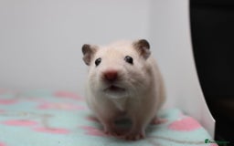 Hamster rodents for sale: Male and female syrian hamsters  - Image 4