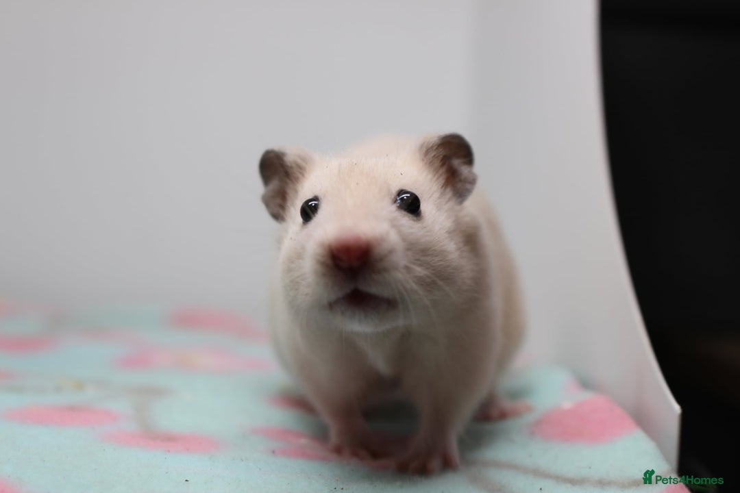 Hamster rodents for sale: Male and female syrian hamsters  - Image 4