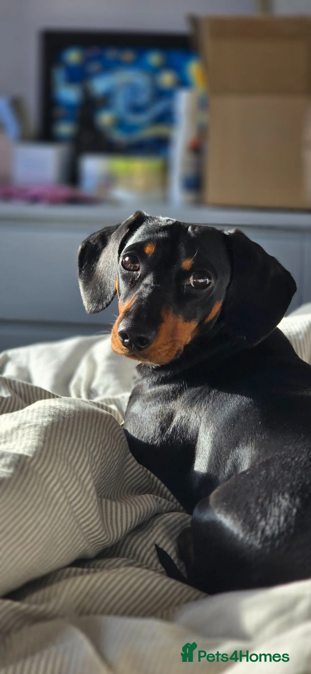 Dachshund dogs for sale: 3 year old Tweenie Dachshund in Cambridge - Advert 2